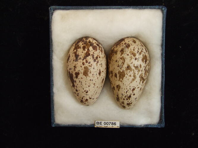 Two bird eggs with specimen labels in box.