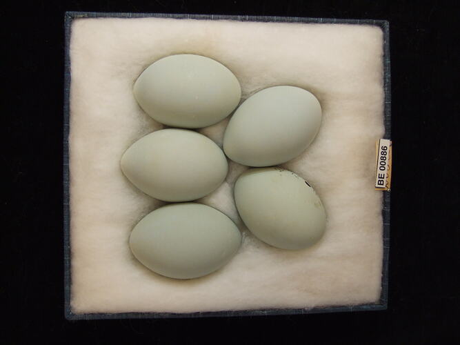 Five bird eggs with specimen labels in box.