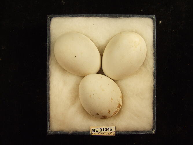 Three bird eggs and specimen label in box.