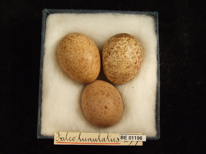 Three bird eggs with specimen labels in box.