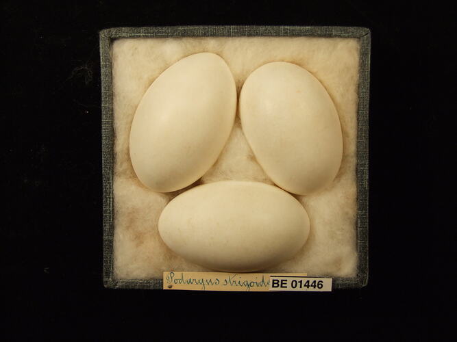 Three bird eggs with specimen labels in box.
