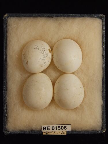 Four bird eggs with specimen labels in box.