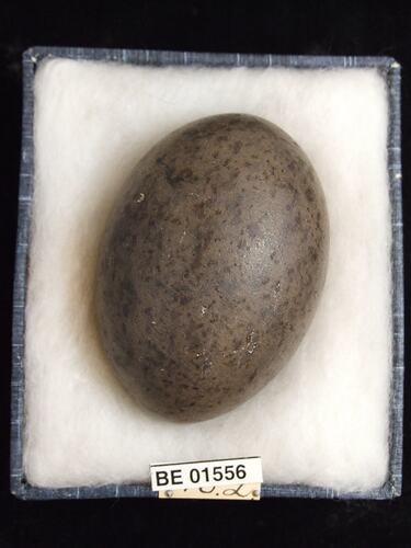 Bird egg with specimen labels in box.