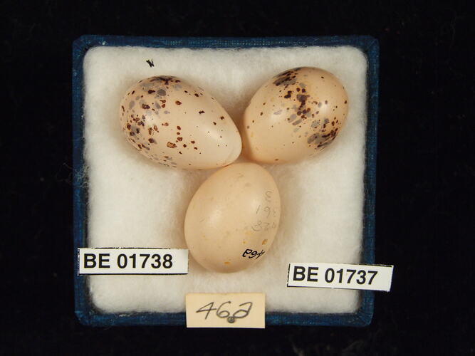 Three bird eggs with specimen labels in box.