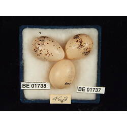 <em>Cuculus pallidus</em>