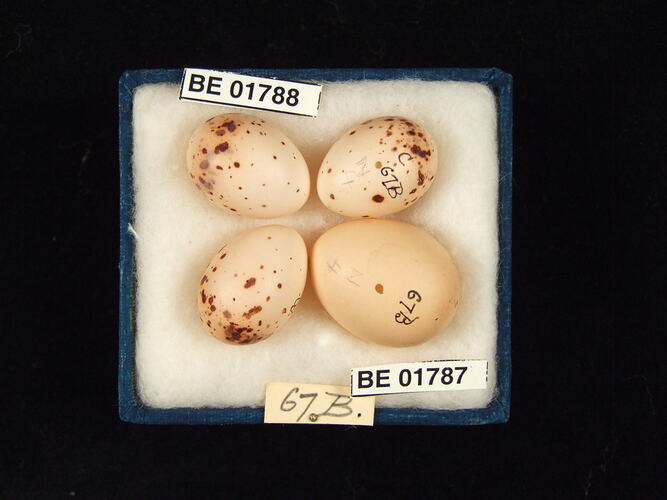 Four bird eggs with specimen labels in box.