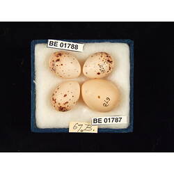 <em>Cuculus pallidus</em>