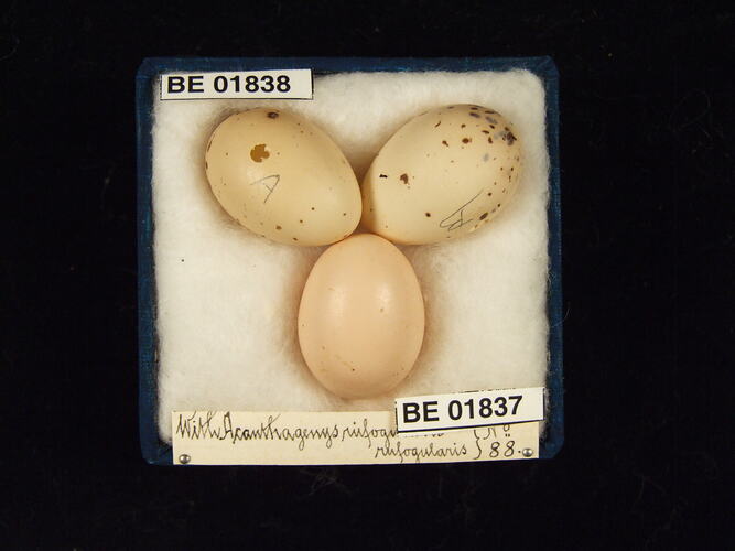 Three bird eggs with specimen labels in box.