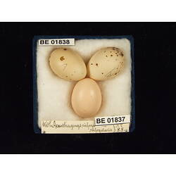 <em>Cuculus pallidus</em>