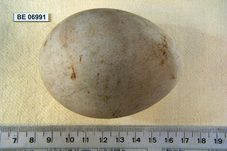 Bird egg with specimen label beside ruler.