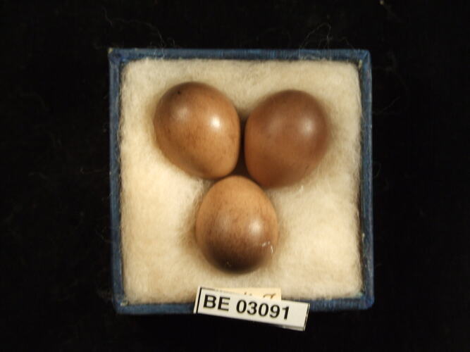 Three bird eggs in box with labels.