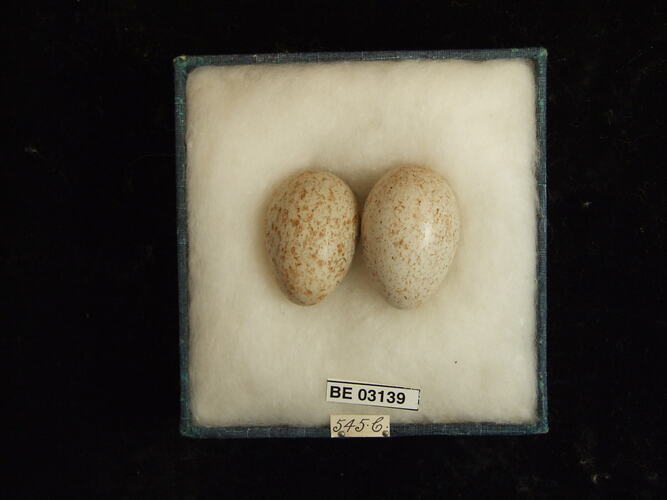Two bird eggs in box with labels.