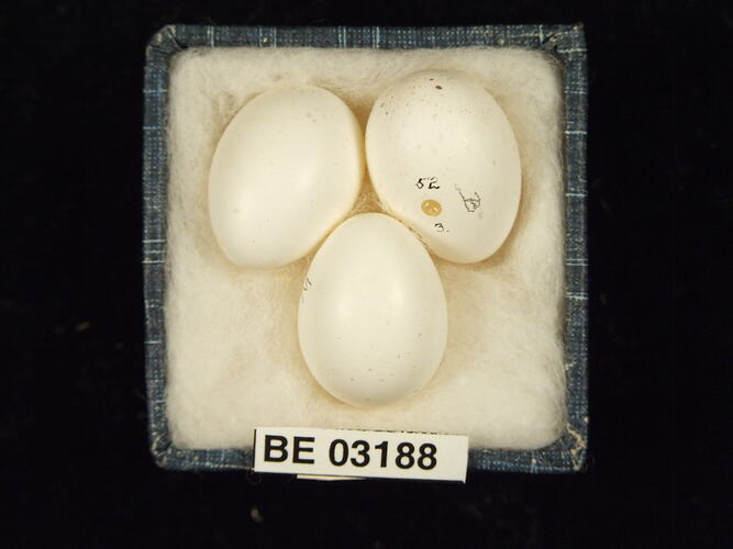 Three bird eggs in box with labels.