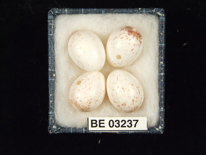 Four bird eggs in box with labels.