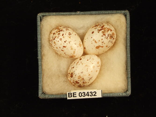 Three bird eggs in box with specimen labels.