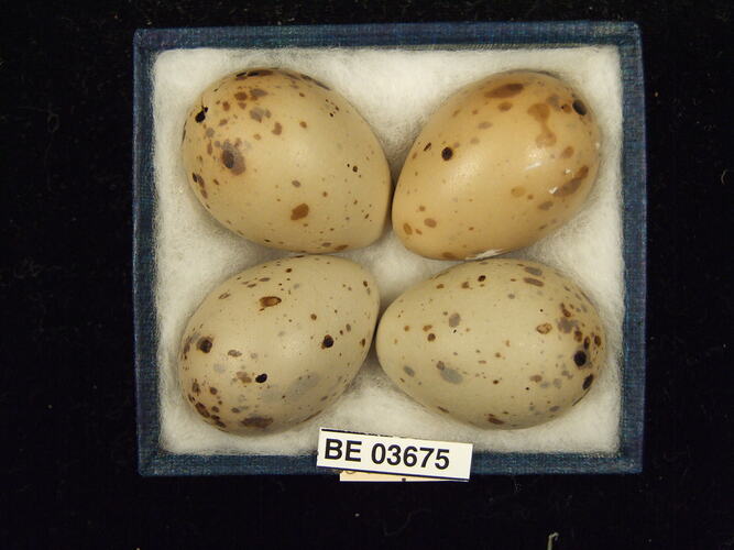 Four bird eggs in box with specimen labels.