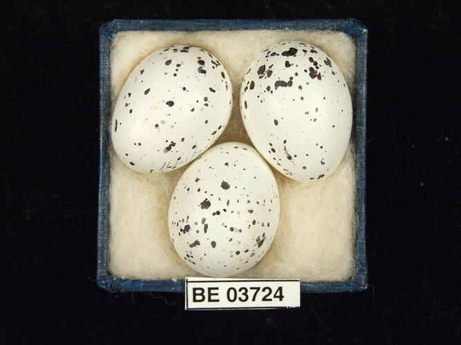 Three bird eggs in box with specimen label.