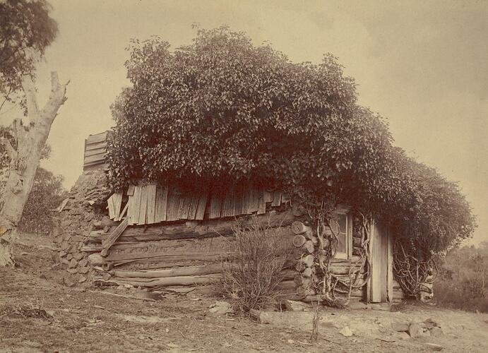 Digital Photograph - Log Cabin with Tree Growing over Roof, Warrandyte, 1890-1900