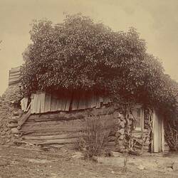 Digital Photograph - Log Cabin with Tree Growing over Roof, Warrandyte, 1890s