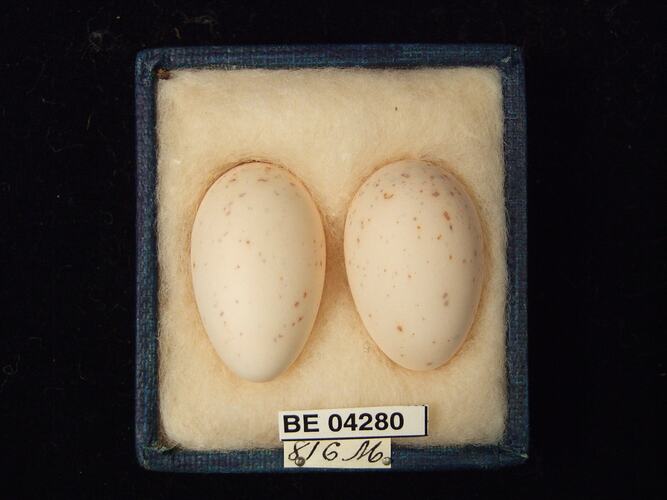 Two bird eggs in box with specimen labels.
