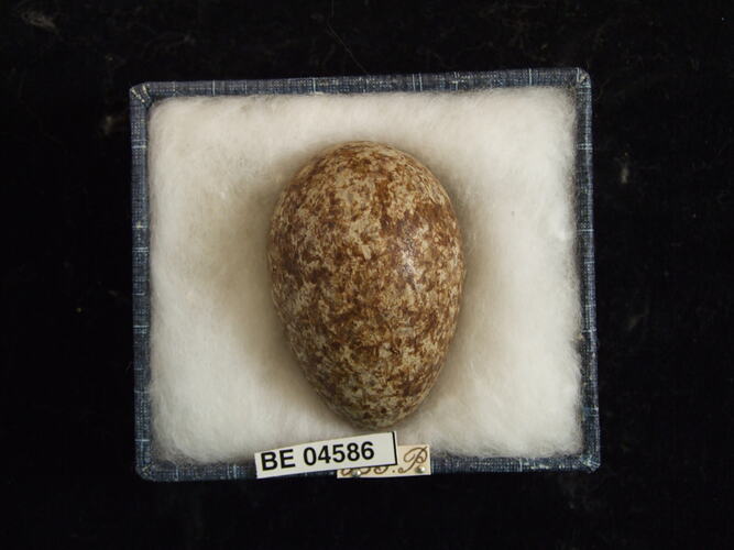 Bird egg with specimen labels in box.