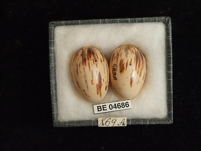 Two bird eggs with specimen labels in box.