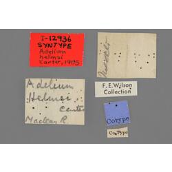 Entomology type specimen labels.