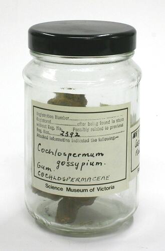 Gum - Cochlospermum Gossypium