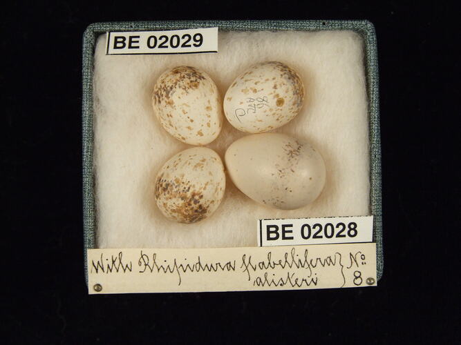 Four bird eggs with specimen labels in box.