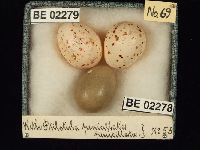 Three bird eggs with specimen labels in box.