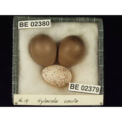 <em>Chrysococcyx basalis</em>