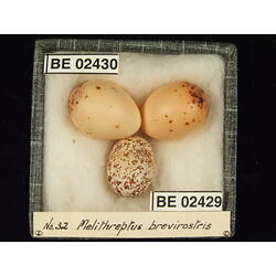 <em>Chrysococcyx basalis</em>