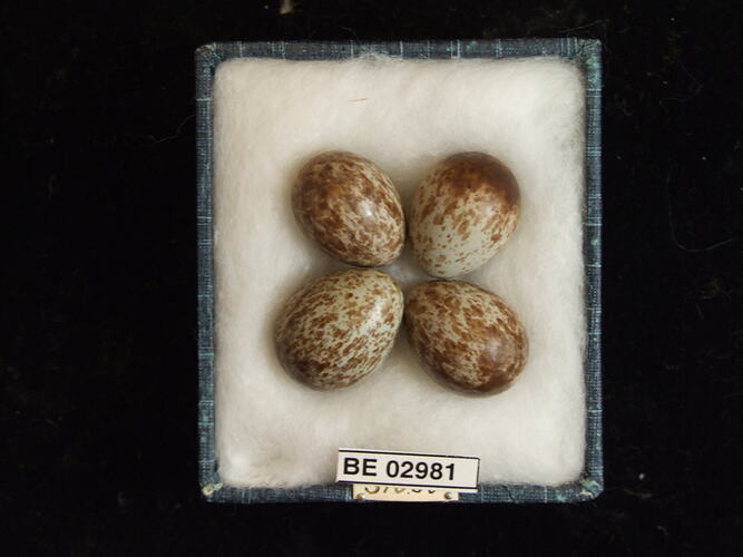 Four bird eggs with specimen label in box.