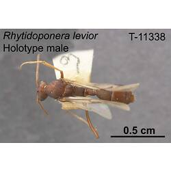 Ant specimen, male, dorsal view.