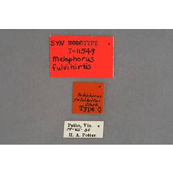 Entomology type specimen labels.