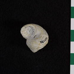 <em>Australonema australis</em>, fossil gastropod.  Registration no. P 44072.