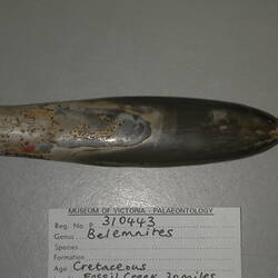 Grey and brown belemnite fossil with specimen label.