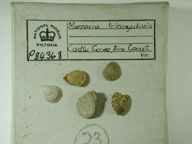 Five fossil brachiopods beside specimen label.