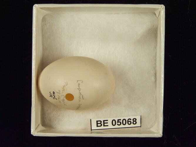 Bird egg with specimen labels in box.