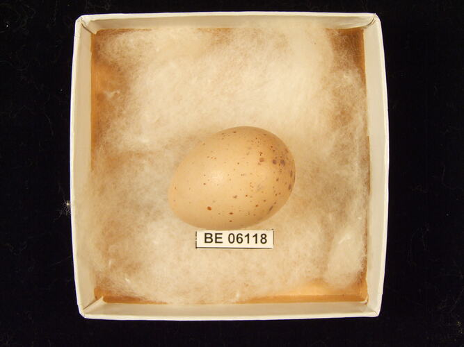 Bird egg with specimen label in box.