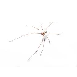 A Daddy Long-legs on a white background.