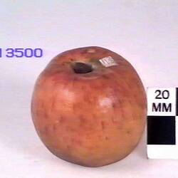 Apple Model - King of The Pippins, Burnley, 1874