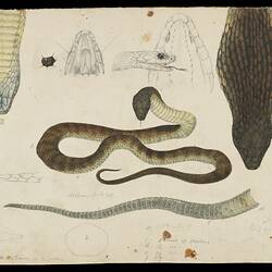 Tiger Snake, Notechis scutatus. Drawing.