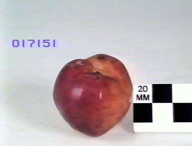 Apple Model - Compton, Burnley, 1875