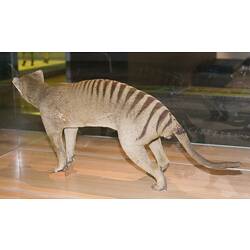Mounted thylacine specimen on display in museum gallery.