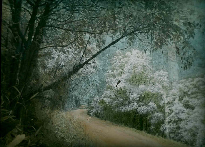 Lantern Slide - Musk Bend, Sherbrooke, Victoria, 1936. [BA 1794]
