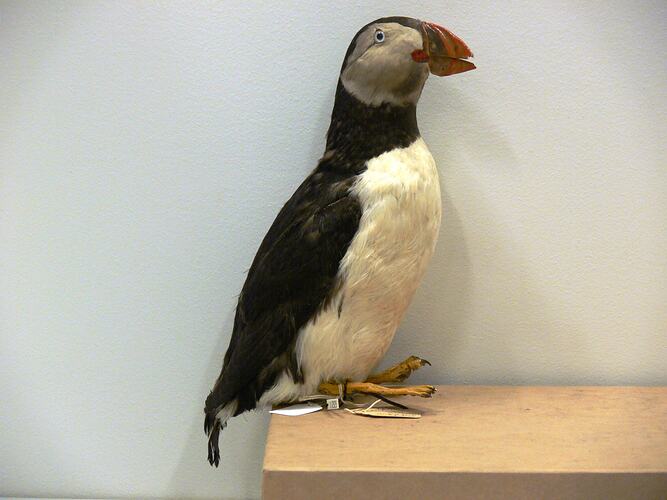 Black and white bird with colourful beak taxidermy mount.