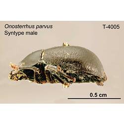Beetle specimen, male, lateral view.