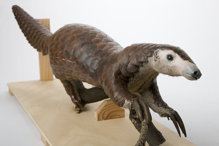 Taxidermied pangolin specimen.