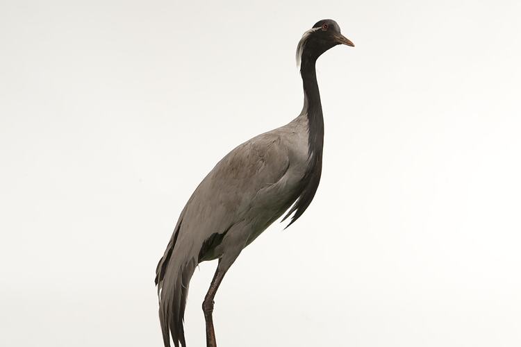 <em>Anthropoides virgo</em>, Demoiselle Crane, mount.  Registration no. B 32959.